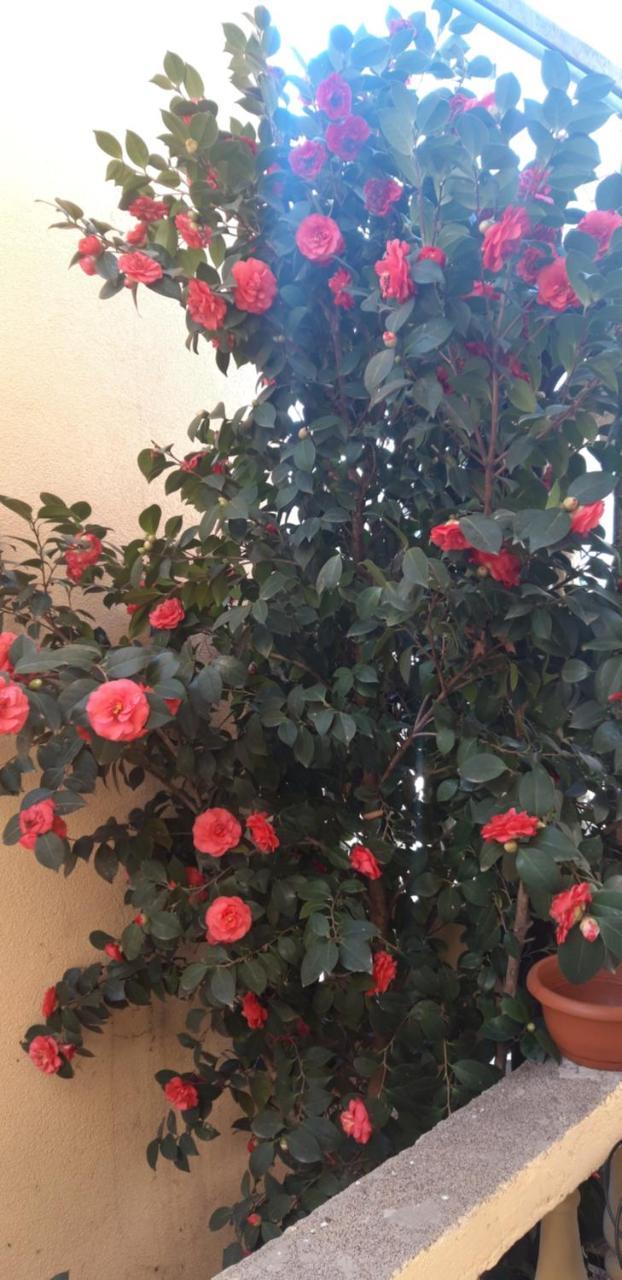 Guest house Radovic 2 Budva